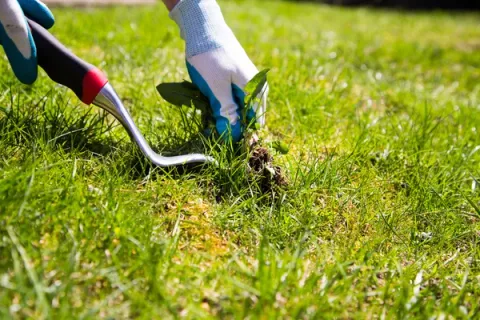 weed control and removal services